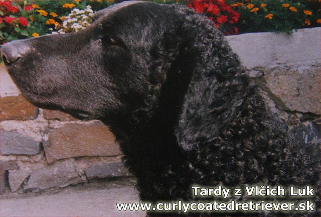 http://www.curlycoatedretriever.sk/images/t_fot_3.jpg